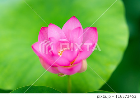 ハスの花のある風景 ハスの花のある風景 116572452