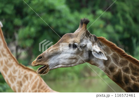 The giraffe had saliva flowing from its mouth, pretending to be hungry. The giraffe had saliva flowing from its mouth, pretending to be hungry. 116572461