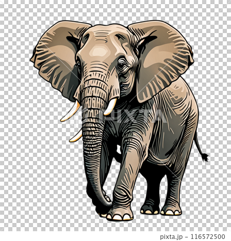 elephant  116572500