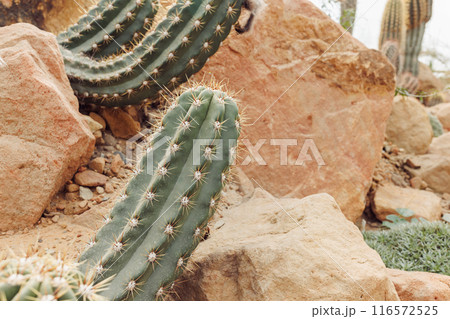 Desert Cactus Plants with Spines Growing Amongst Rocky Terrain in Arid Climate. Desert Cactus Plants with Spines Growing Amongst Rocky Terrain in Arid Climate. 116572525