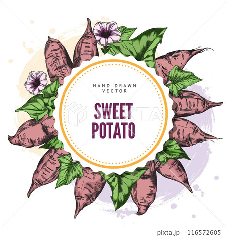 Sweet potatoes, flowers and leaves vector round label design. Hand drawn illustration of ripe yam whole and slice, farm vegetable batatas. Agriculture tuber plant, natural healthy food 116572605