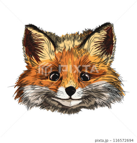 Watercolor illustration of a fox on an isolated background. 116572694