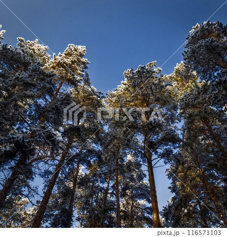 Fir trees in hoarfrost Fir trees in hoarfrost 116573103