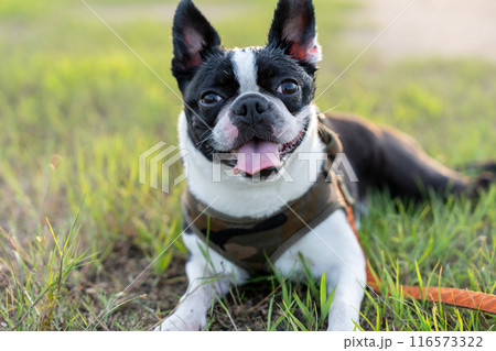 ボストンテリア 116573322