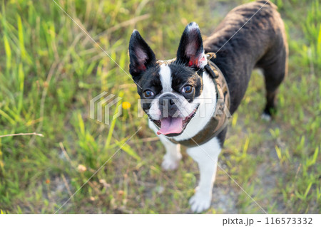 ボストンテリア ボストンテリア 116573332