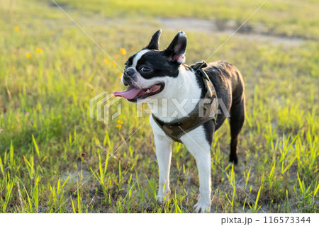 ボストンテリア 116573344