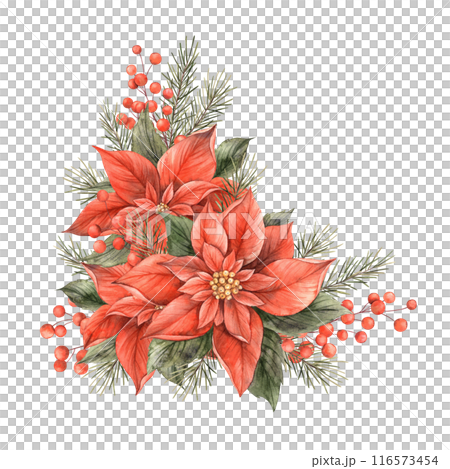 Poinsettia, Christmas red flower, fir branches and red berries. Watercolor botanical bouquet drawn by hand in a holiday style. For Christmas and New Year holidays, invitations, cards, banners 116573454