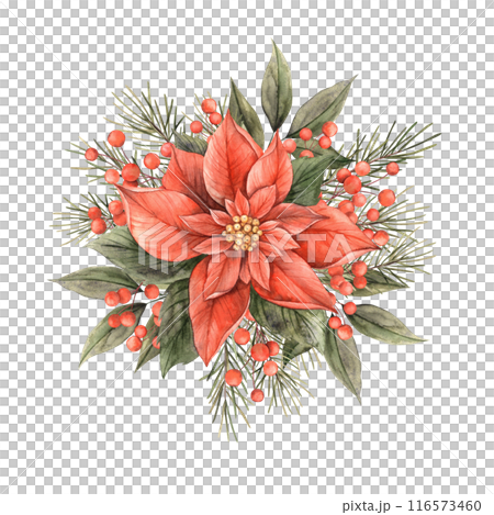 Poinsettia with fir branches, green leaves and red berries. Watercolor Christmas composition in vintage style. Bouquet for Christmas and New Year holidays, invitations, cards, decorations, packaging 116573460
