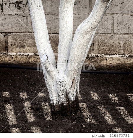 Protection of garden trees Protection of garden trees 116573721