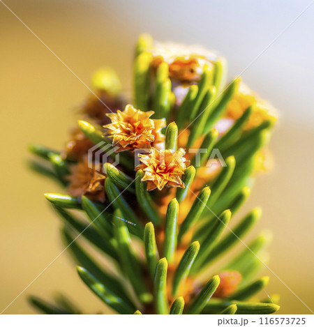 Flowering decorative spruce 116573725
