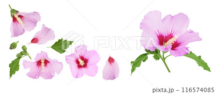Pink hibiscus flower isolated on white background. Top view with copy space for your text. Flat lay. 116574085