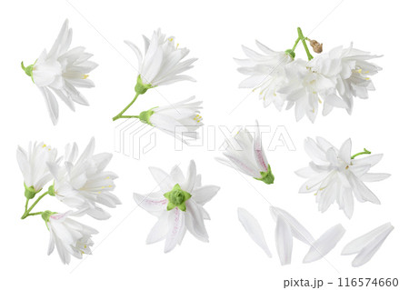 deutzia flowers isolated on a white background deutzia flowers isolated on a white background 116574660