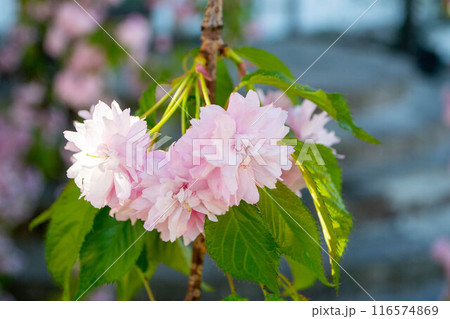 Sakura blossom. Pink japanese cherry bloom flowers on blurred spring background 116574869