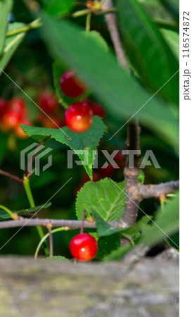 Cherry branch with ripe red berries on a dark green background. Garden natural cherry. 116574872