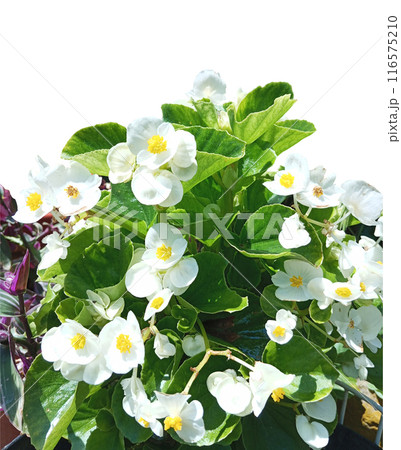 bouquet of white and yellow flowers in pot with green leaves bouquet of white and yellow flowers in pot with green leaves 116575210