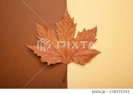 Colorful autumn maple leaf on beige brown background with copy space Colorful autumn maple leaf on beige brown background with copy space 116575241