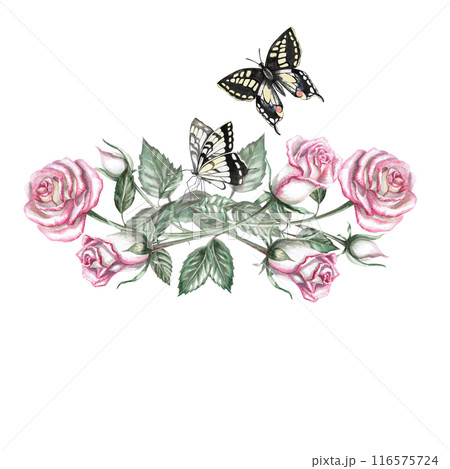 Bouquet of roses and butterflies in watercolor illustration. Hand drawn watercolor for cards, posters, cosmetics, celebration decoration. The composition is isolated from the background. 116575724