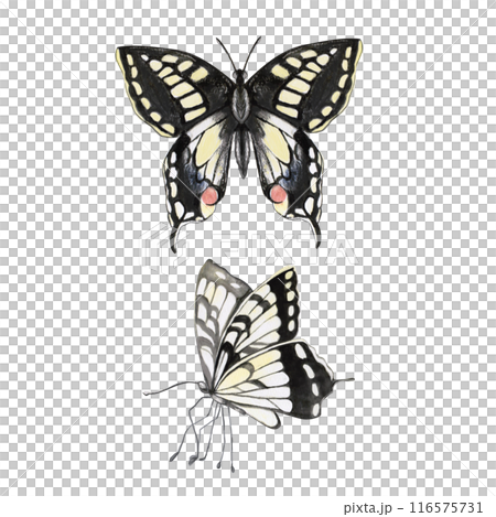 Butterflies in black and yellow tones in a set in watercolor illustration.Hand drawn watercolor for wallpapers, posters, cosmetics, printing on fabric. The composition is isolated from the background. 116575731