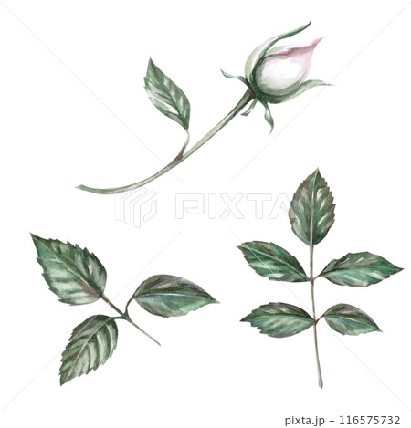 Unblown rose bud and leaves in a set in watercolor illustration. Hand drawn watercolor flower for cards, posters, cosmetics, fabric printing. The composition is isolated from the background. Unblown rose bud and leaves in a set in watercolor illustration. Hand drawn watercolor flower for cards, posters, cosmetics, fabric printing. The composition is isolated from the background. 116575732
