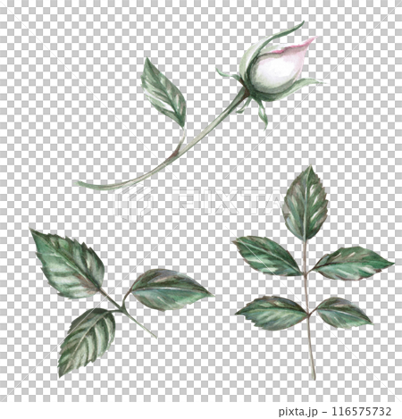 Unblown rose bud and leaves in a set in watercolor illustration. Hand drawn watercolor flower for cards, posters, cosmetics, fabric printing. The composition is isolated from the background. Unblown rose bud and leaves in a set in watercolor illustration. Hand drawn watercolor flower for cards, posters, cosmetics, fabric printing. The composition is isolated from the background. 116575732