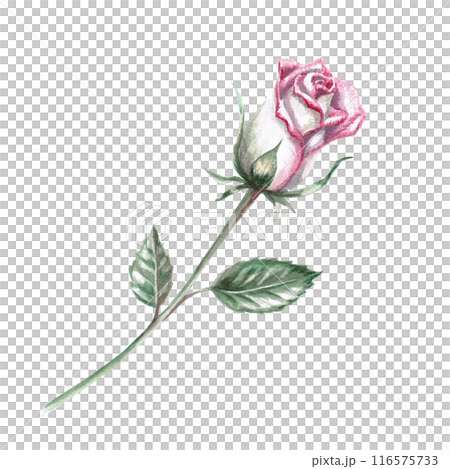 Half-closed rose bud with green leaves in watercolor illustration. Hand drawn watercolor flower for cards, posters, cosmetics, fabric printing. The composition is isolated from the background. 116575733