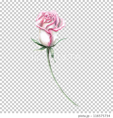 Half-closed rose bud in watercolor illustration. Hand drawn watercolor flower for cards, posters, cosmetics, fabric printing. The composition is isolated from the background. 116575734