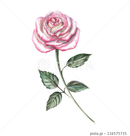 Blooming pink rose in watercolor illustration. Hand drawn watercolor flower for cards, posters, cosmetics, fabric printing. The composition is isolated from the background. Blooming pink rose in watercolor illustration. Hand drawn watercolor flower for cards, posters, cosmetics, fabric printing. The composition is isolated from the background. 116575735