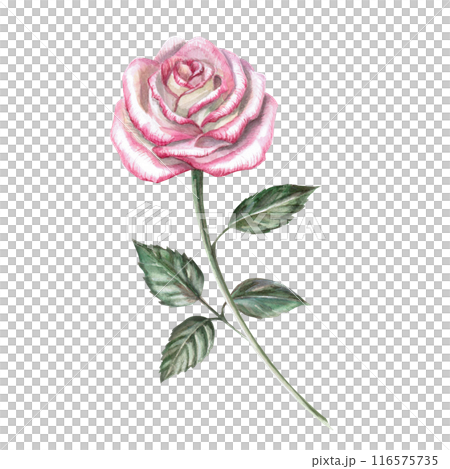 Blooming pink rose in watercolor illustration. Hand drawn watercolor flower for cards, posters, cosmetics, fabric printing. The composition is isolated from the background. 116575735