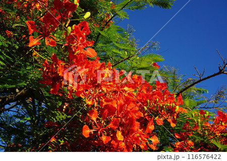 ホウオウボクの花 ホウオウボクの花 116576422