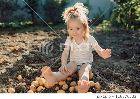 Little caucasian child girl helps dig potatoes in garden 116576532