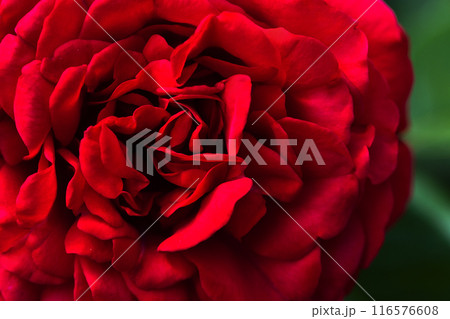 Red rose flower details, macro photo with selective soft focus Red rose flower details, macro photo with selective soft focus 116576608