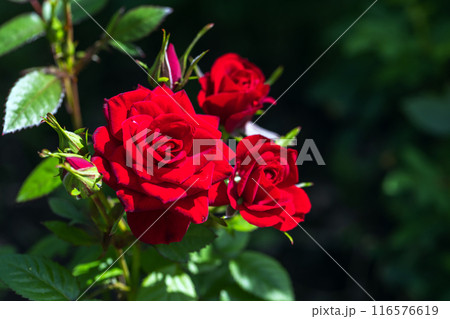 Red rose flowers are in summer garden. Close-up photo 116576619