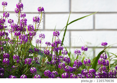 Lobularia maritima gowing over white brick wall backgrond, variety Easter Bonnet Lobularia maritima gowing over white brick wall backgrond, variety Easter Bonnet 116576636