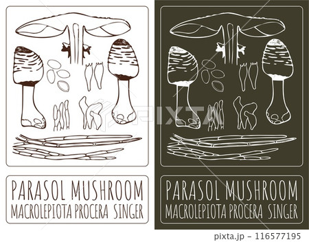 Vector drawing PARASOL MUSHROOM. Hand drawn illustration. The Latin name is MACROLEPIOTA PROCERA SINGER Vector drawing PARASOL MUSHROOM. Hand drawn illustration. The Latin name is MACROLEPIOTA PROCERA SINGER 116577195