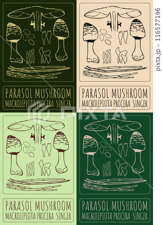 Set of vector drawing PARASOL MUSHROOM in various colors. Hand drawn illustration. The Latin name is MACROLEPIOTA PROCERA SINGER. 116577196