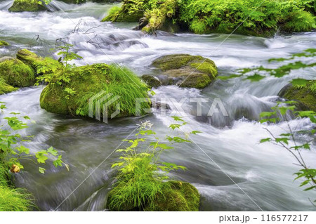 夏の奥入瀬渓流　石ヶ戸の瀬　青森県十和田市 116577217