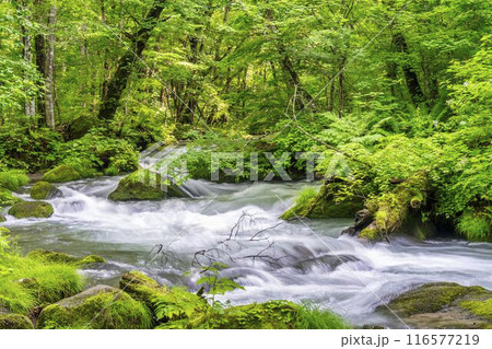 夏の奥入瀬渓流　石ヶ戸の瀬　青森県十和田市 116577219