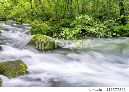 夏の奥入瀬渓流　石ヶ戸の瀬　青森県十和田市 116577221