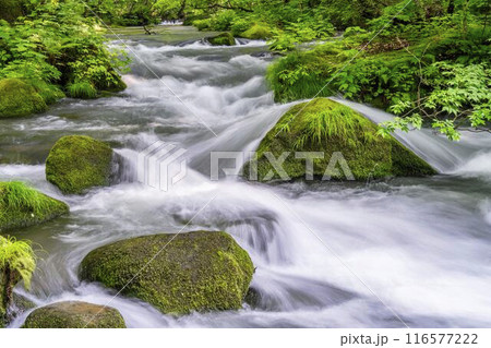 夏の奥入瀬渓流 石ヶ戸の瀬 青森県十和田市 夏の奥入瀬渓流 石ヶ戸の瀬 青森県十和田市 116577222