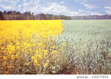 Blossoming rapeseed field with beautiful sky in spring 116577654