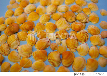 Yellow seashells on a blue background Yellow seashells on a blue background 116577683