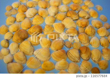 Yellow seashells on a blue background 116577684