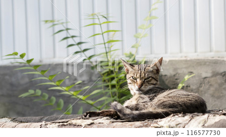 wild street cat, homeless pets 116577730