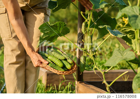 Close up of harvesting cucumbers on wooden raised bed in kitchen garden 116578008