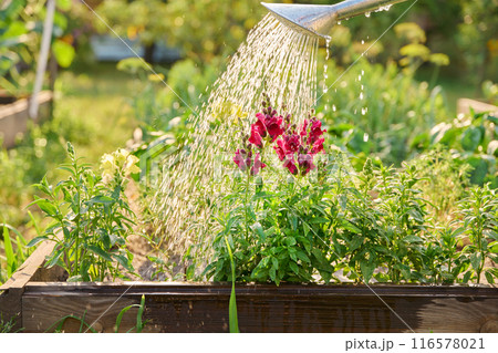Close-up of watering can in hands watering Antirrhinum flowers in summer garden 116578021