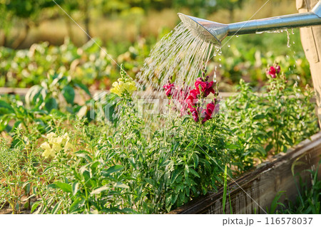 Close-up of watering can in hands watering Antirrhinum flowers in summer garden 116578037