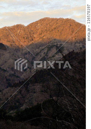 丹沢の檜洞丸より　朝焼けに染まる畦ヶ丸の頂 116578197