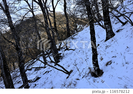 丹沢の檜洞丸 厳冬の山地 朝の雪山 丹沢の檜洞丸 厳冬の山地 朝の雪山 116578212