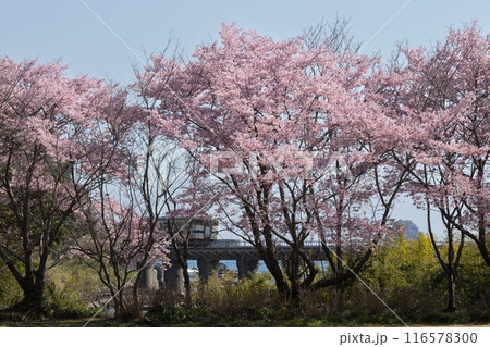 さくらの中を走るJR九州日南線DLキハ40 116578300