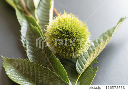 まだ青いイガグリ 116578758